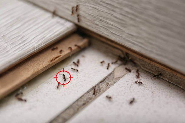 Best Pest Control for Businesses  in Mauston, WI