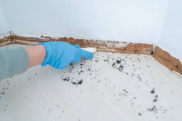 Best Bed Bug Extermination  in Mauston, WI